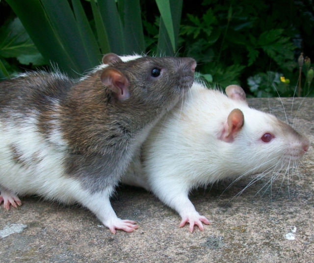 Rêver de rats - Signification